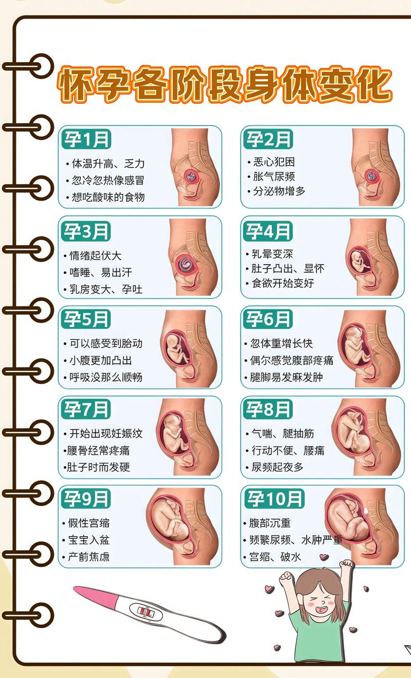揭秘供卵代孕妈妈怀孕小腹分两节，孕期变化的奥秘桦甸代生机构: